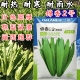 高品质油麦菜种子籽 欧兰德锦香2号耐热耐寒耐湿四季油麦菜蔬菜籽