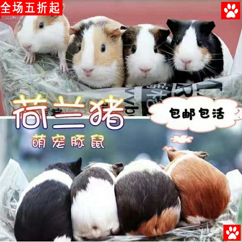 Adult Dutch rat live animal dormitory small pet breeding Dutch pig more than a kilogram package live delivery transport cage