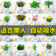 绿萝吊兰多肉发财树花卉盆栽植物办公室内小绿植去除甲醛水培好养