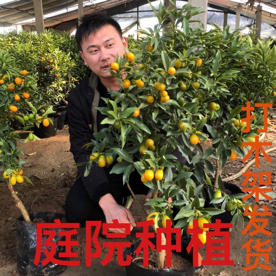 年桔食用金桔盆栽庭院种植观赏食用果实多造型好打木架发货桔子