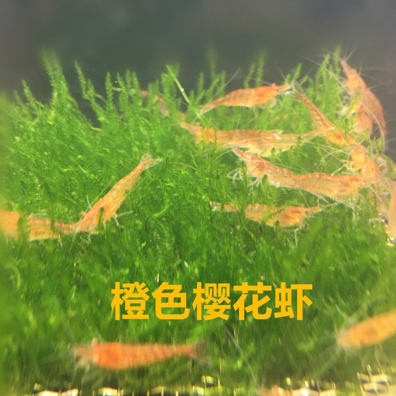 橙色樱花虾观赏虾宠物虾橘樱花清洁除藻虾工具虾香吉士后代