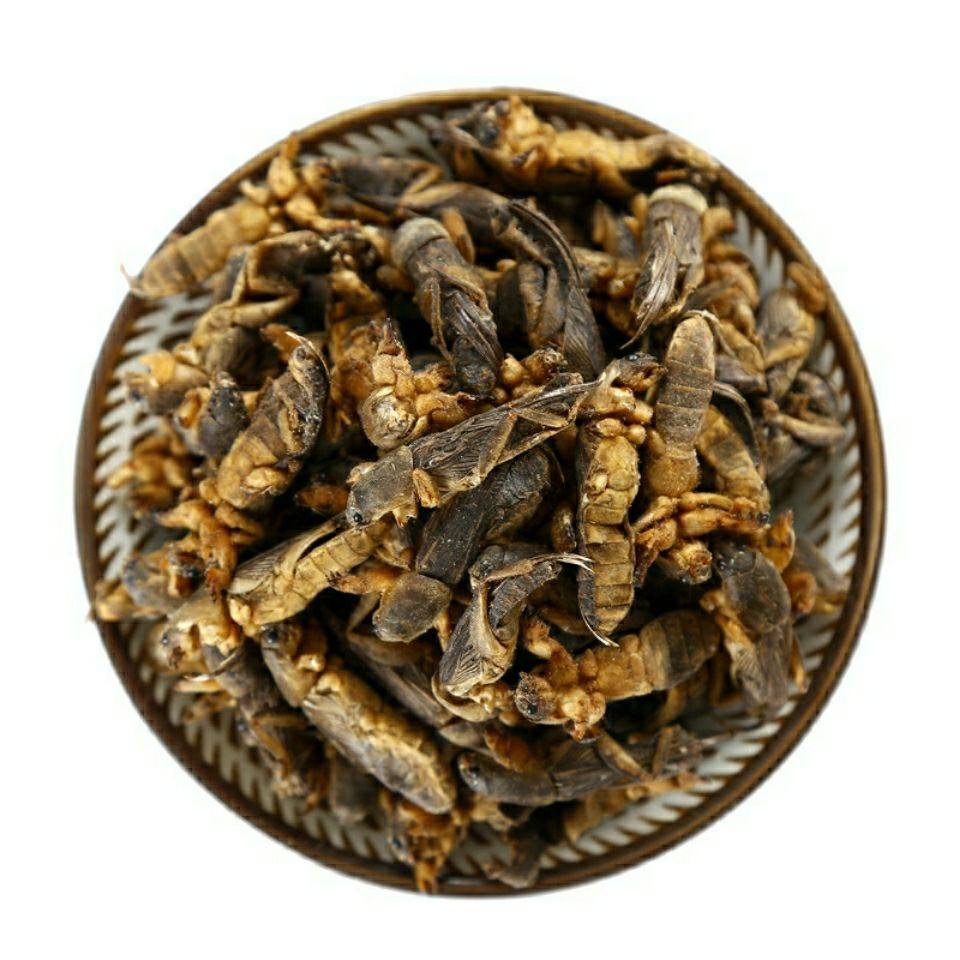 优选中药材蝼蛄干土狗地狗蝼蛄粉蝼蛄蝗虫干五谷虫