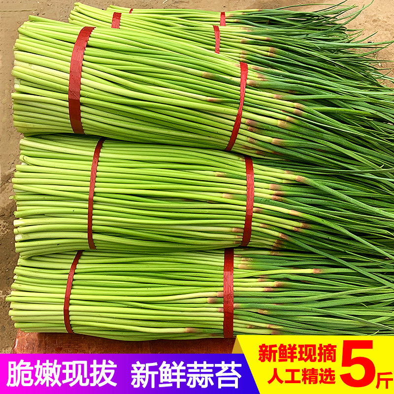 现货露天蒜苔新鲜5斤农家蔬菜蒜台蒜毫蒜薹蒜苗3自种当季整箱10|ruв категории водной мясо/свежие фрукты и овощи/еда, свежие овощи/овощной продукции, свежие овощи, 新鲜蒜苔 - от Buy2taobao.com для оказания профессиональной услуги покупки агента Taobao