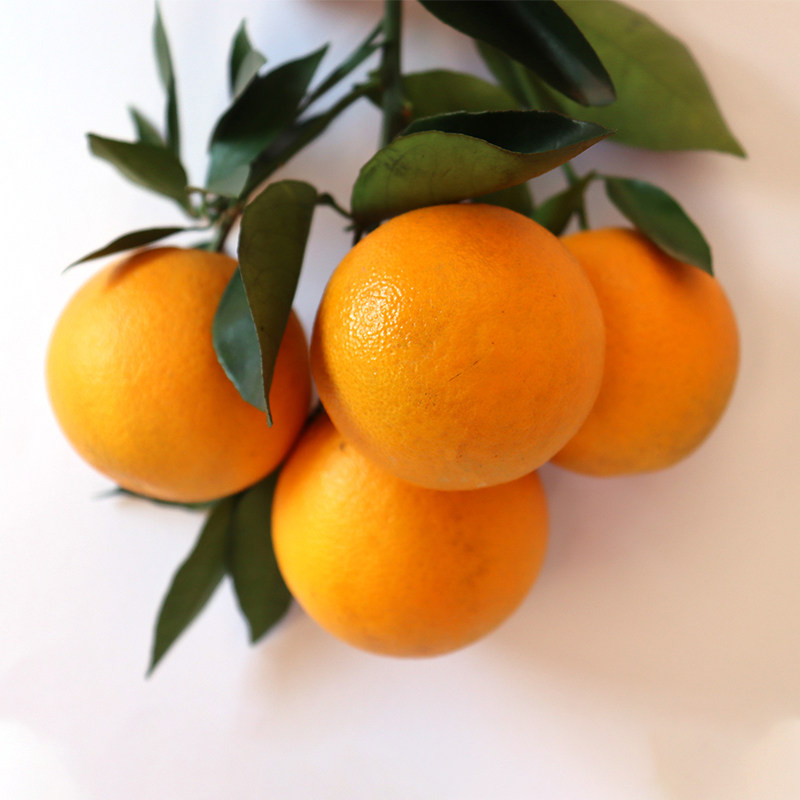 广西桂林夏橙9斤整箱柑橘蜜柑水果新鲜当季脐橙子桔子应季水果