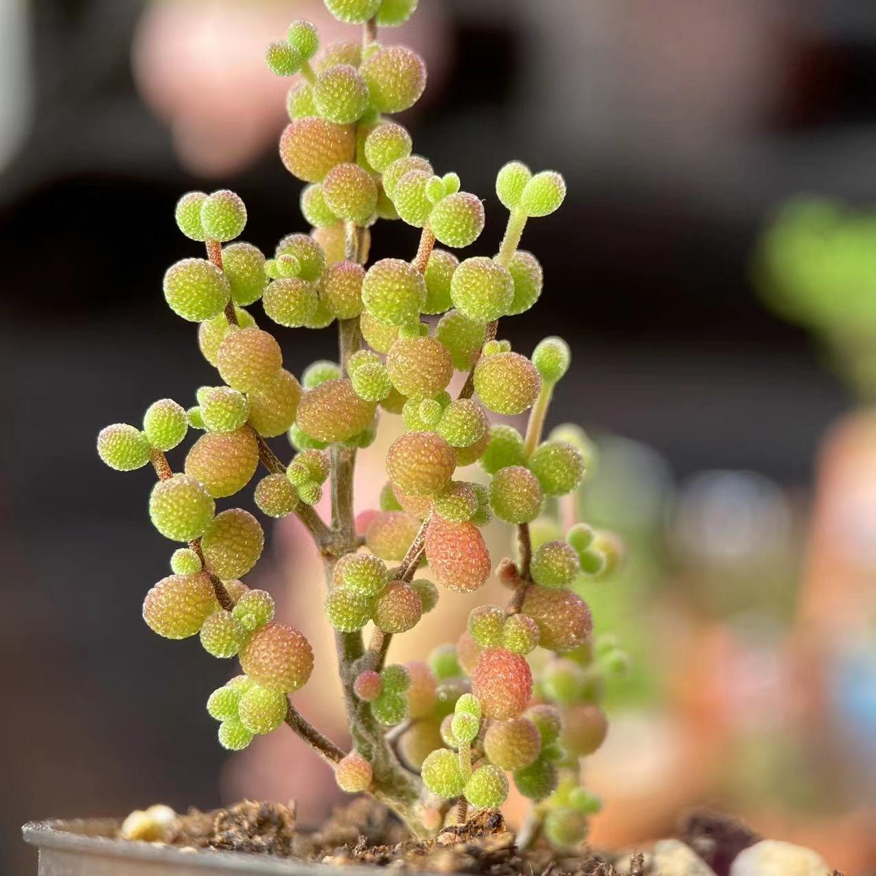 【一物一拍】米粒枝干番杏 稀有精品多头群生糖球办公室多肉植物