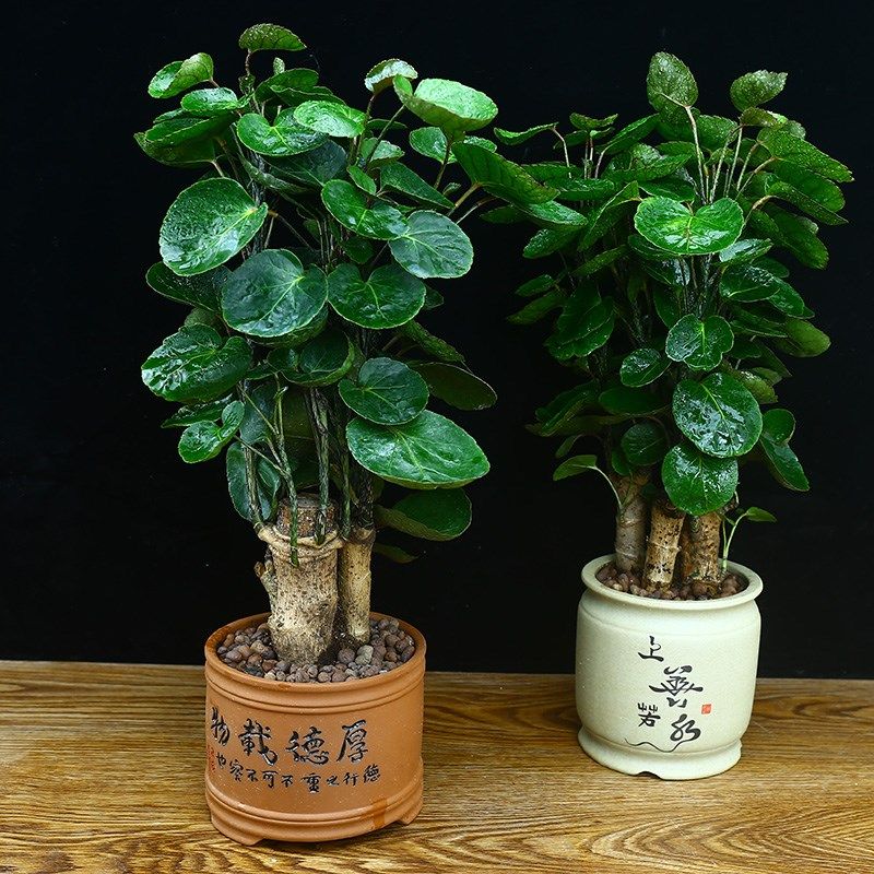 钱兜兜盆栽福禄桐小盆栽办公室内客厅招财植物四季常青绿植金钱兜