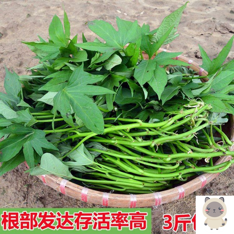 食叶型地瓜叶红薯红苕尖苗种植新鲜蔬菜 山芋藤番薯叶