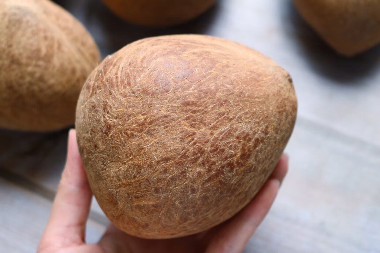 坏果包换印度椰王味浓香海椰皇广东煲汤材料新鲜煲汤不用去皮500g