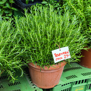 迷迭香盆栽可食用香草植物西餐香料牛排用调料绿植新鲜迷迭香苗