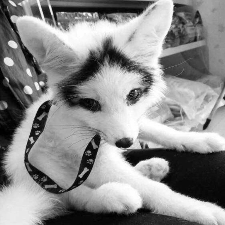 2022年春季宠物家养活的雪狐白狐