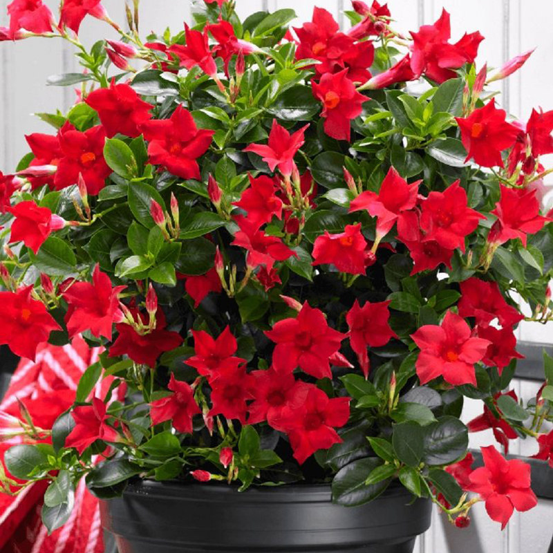 芳茜-特价促销-优惠券领取-价格|多少钱|什么牌子好-35优惠券网站