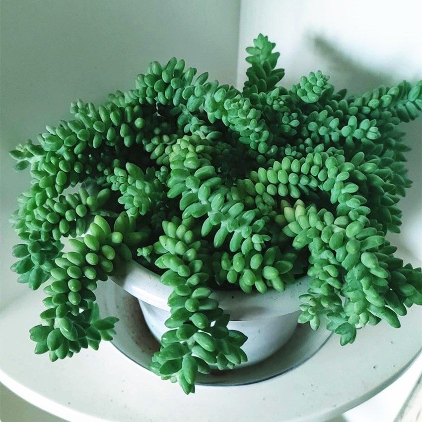 2,千佛手景天 又名王玉珠帘菊丸,是景天科的多肉植物,景天属与拟石