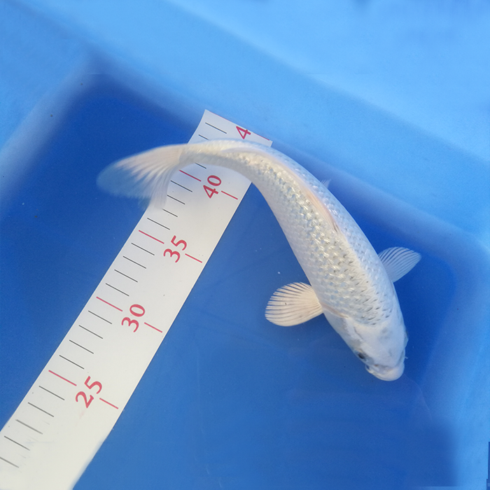 8立即购买包邮包邮冷水鹦鹉黑眼草金葡萄眼红草好养草金鱼活体冷水