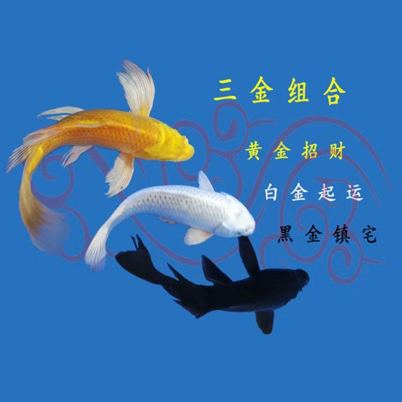 转运招财锦鲤黑金黄金白金龙凤短尾三条组合套装不分长短尾