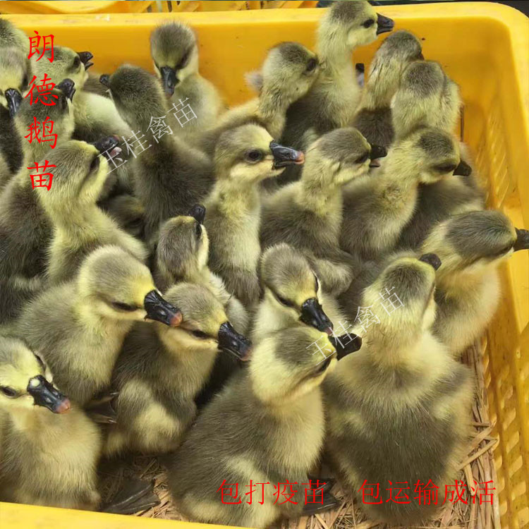 小鹅苗活体苗大种白鹅苗纯种大三花鹅皖西鹅四季鹅