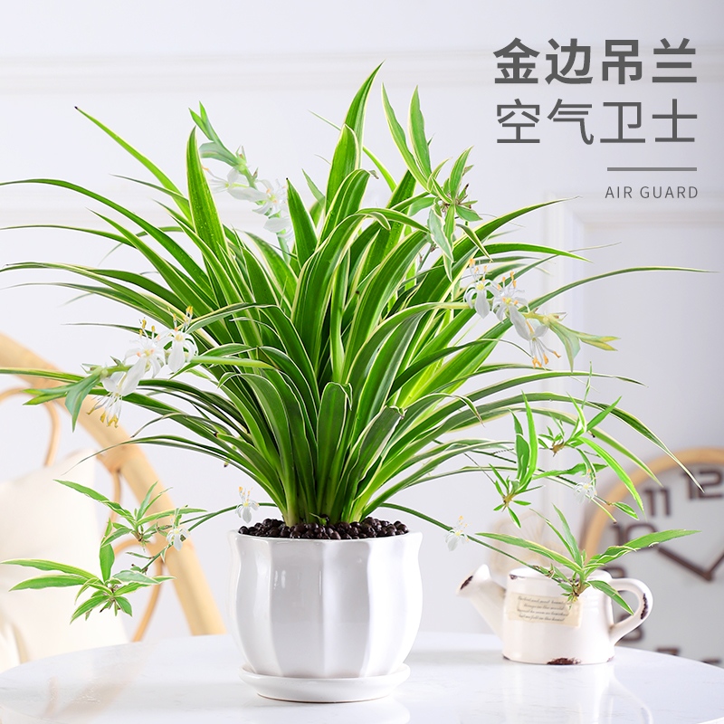 盆栽花卉室内吊兰