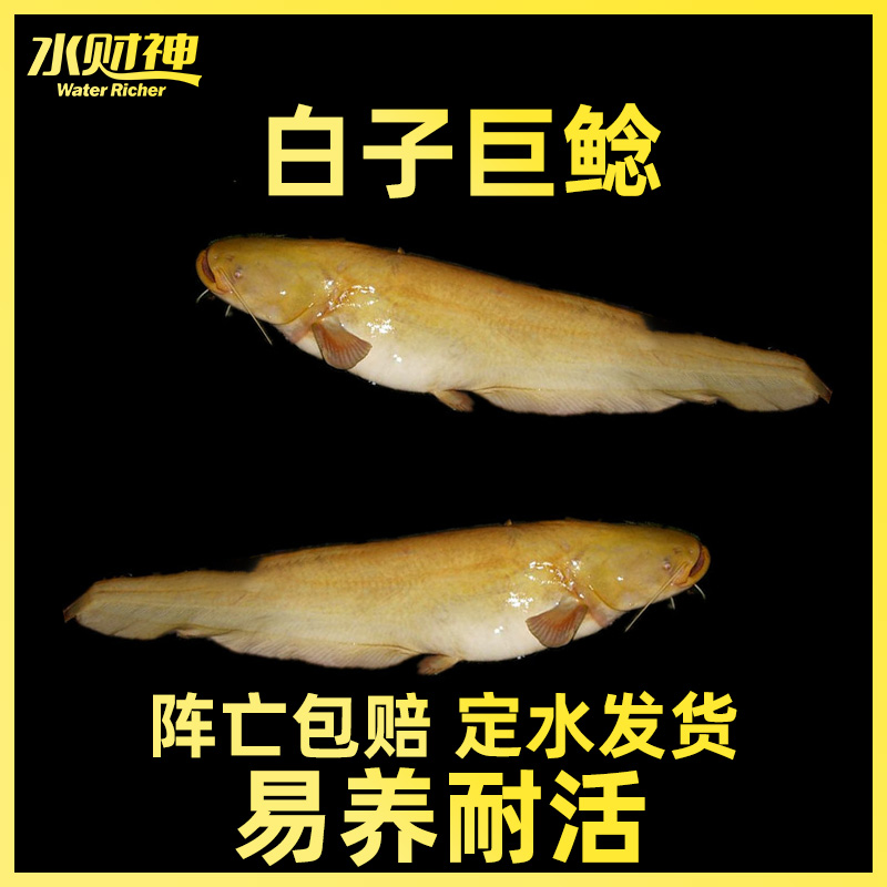 白子欧洲巨鲶大型淡水观赏鱼红眼鲶鱼活体鱼
