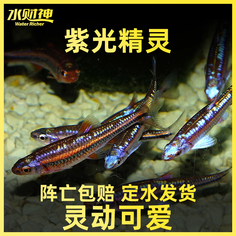 紫光精灵鱼