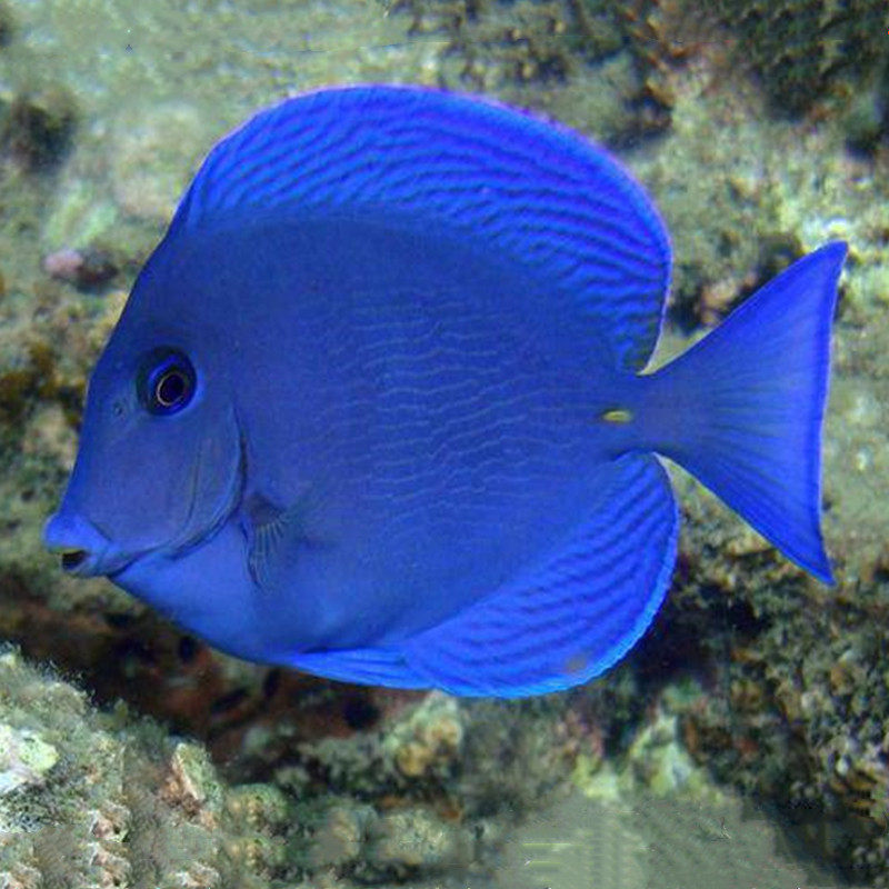 大西洋紫蓝吊鱼倒吊鱼海水观赏鱼海鱼活体水族宠物顺丰-mc母婴网