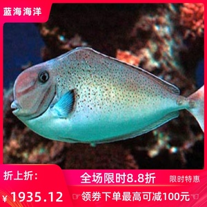       鹅头吊(寿头吊)海水观赏鱼