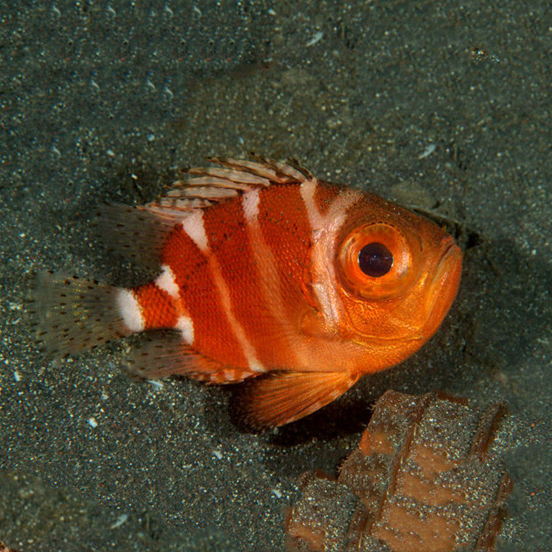 深水水木棉鱼海水观赏鱼其他鱼