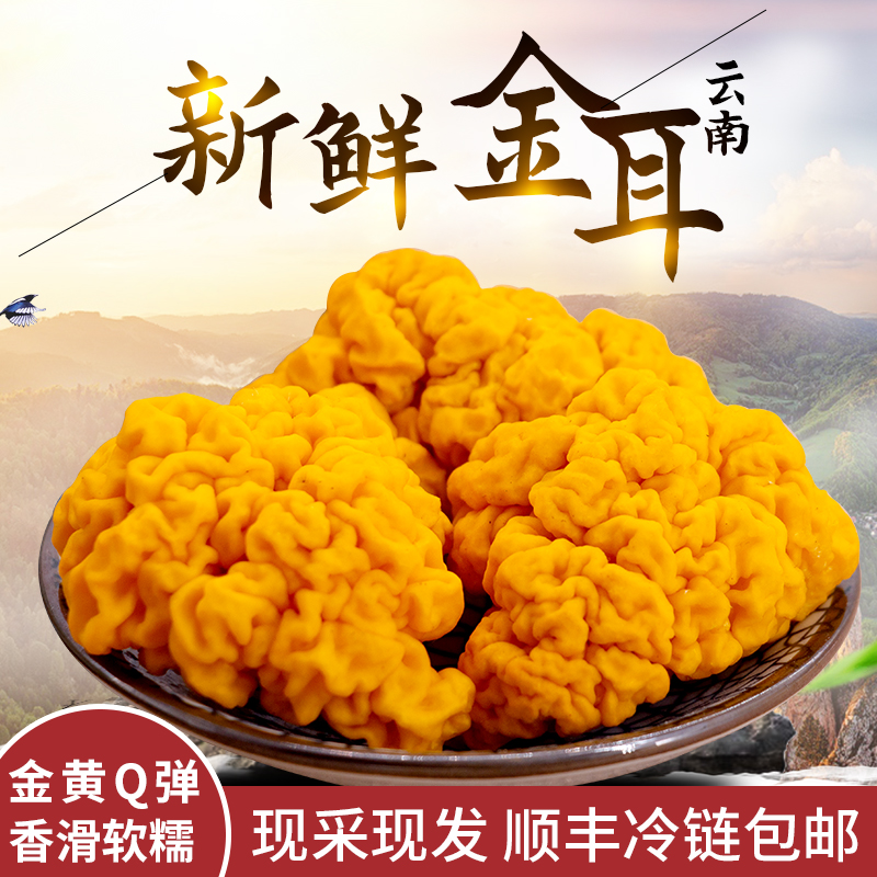 金耳菌新鲜500g云南特产鲜菌菇黄金耳菌银耳羹黄耳黄木耳金耳脑耳|ruв категории водной мясо/свежие фрукты и овощи/еда, свежие овощи/овощной продукции, свежие грибы - от Buy2taobao.com для оказания профессиональной услуги покупки агента Taobao