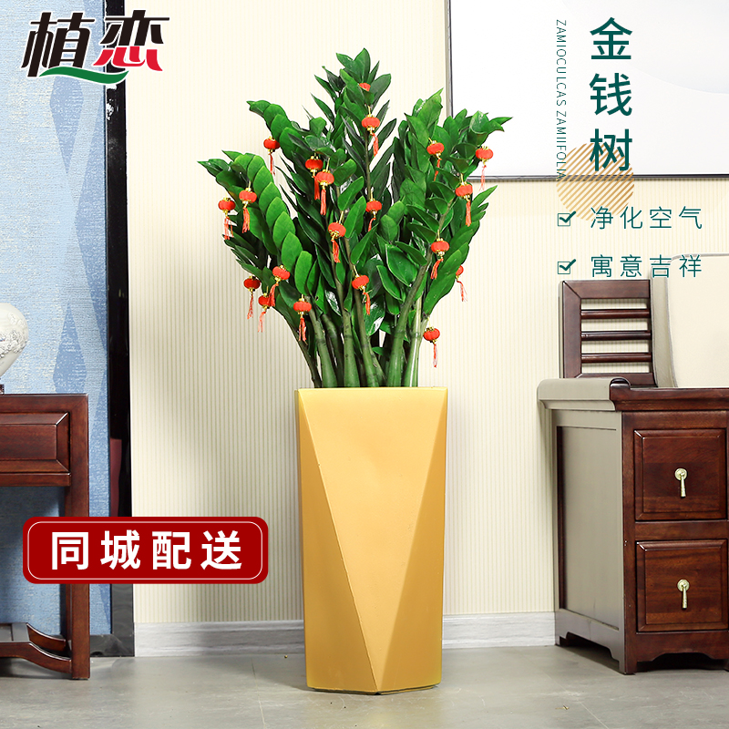 金钱树招财旺财植物盆栽绿植室内净化空气上海昆山同城配送上门