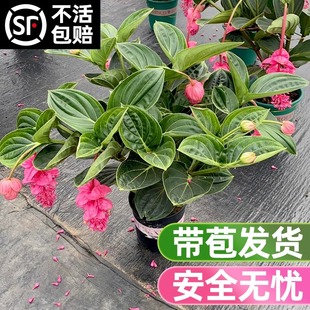 宝莲灯花盆栽倒挂金钟大花苗吊钟花室内阳台四季开花灯笼花带花苞