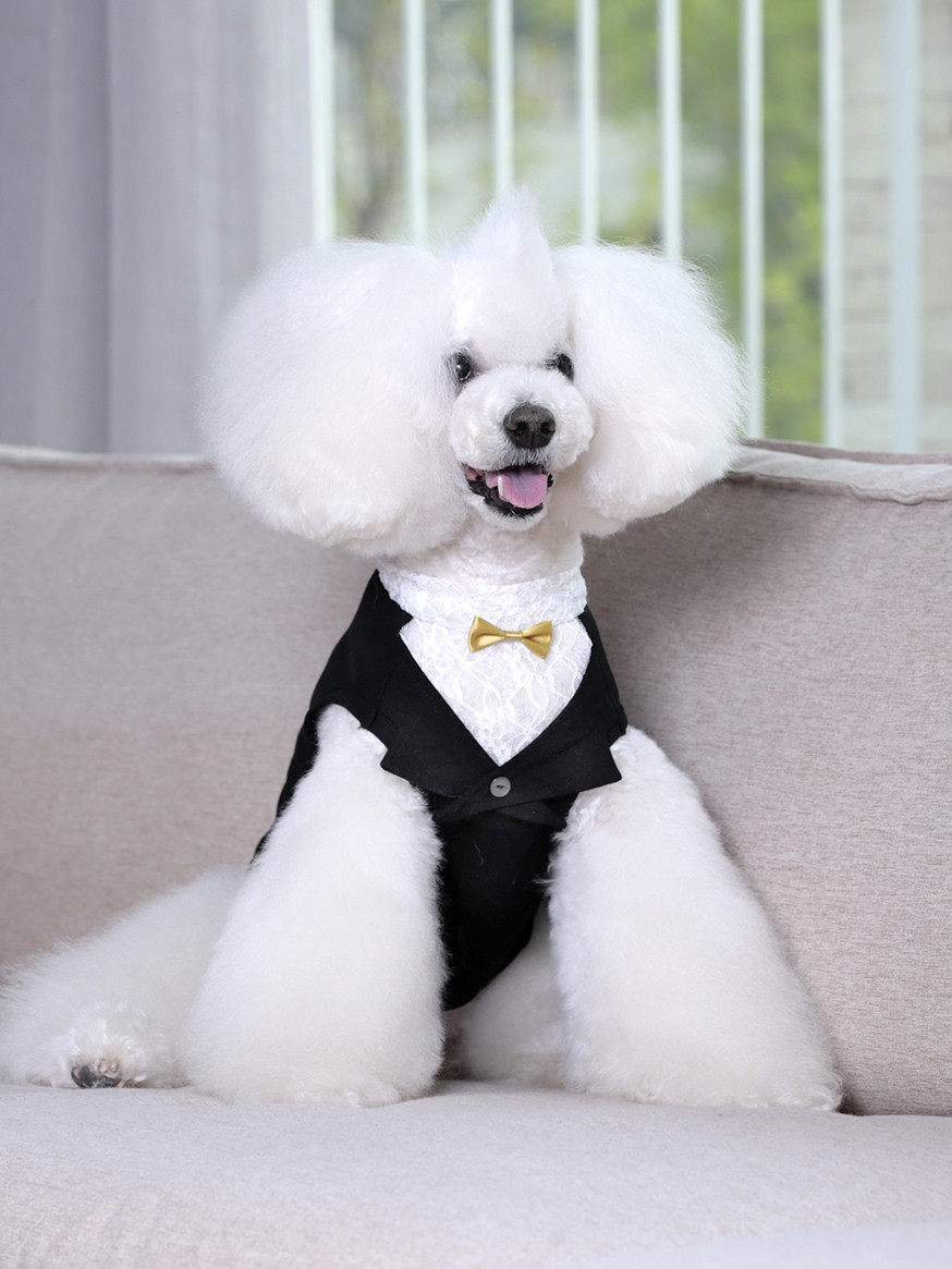 宝眷宠物衣服春夏礼服西装燕尾服正装泰迪比熊狗狗法斗衣服小型犬