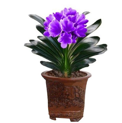 君子兰盆栽花苗室内花卉植物办公室圆头和尚四季开花l