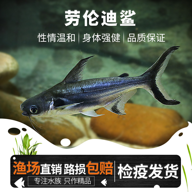 青青自然旗舰店-劳伦迪鲨鲶鲨鱼汗鲨成