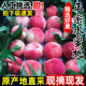 现摘桃子红美人水蜜桃大果10斤时令水果新鲜当季脆桃毛桃孕妇5斤