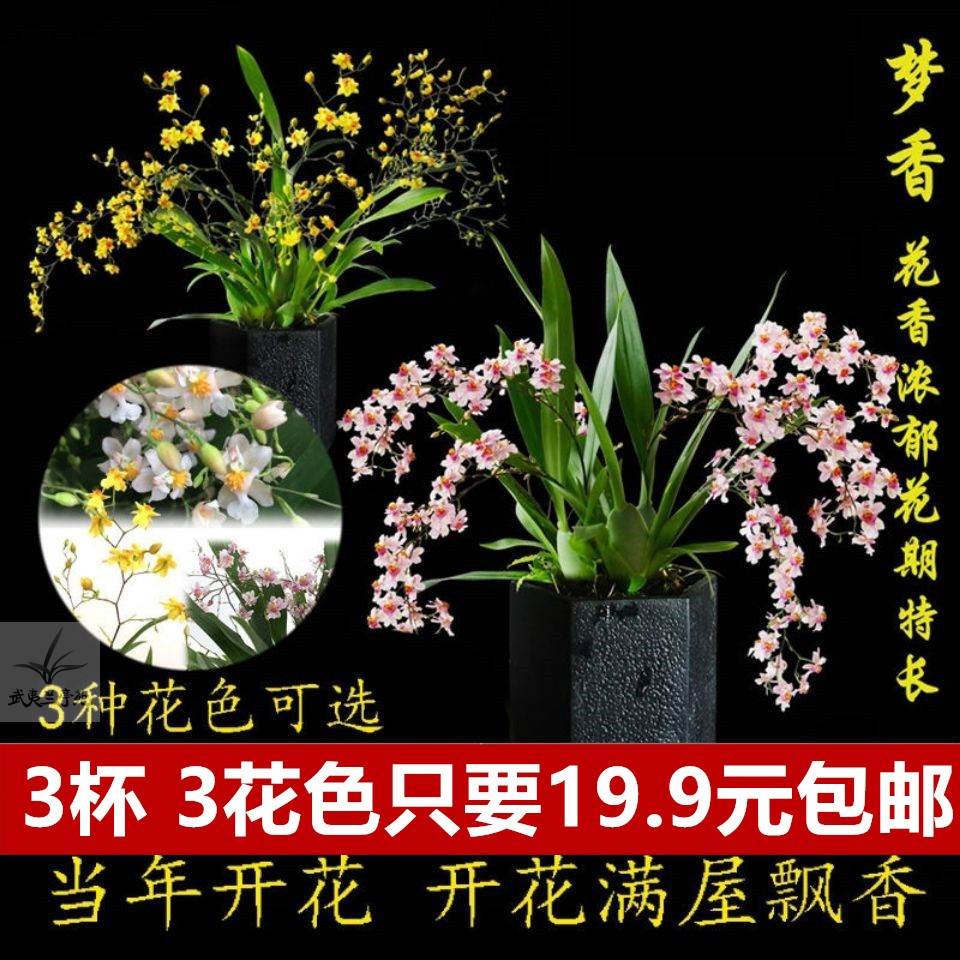 梦香文心兰带花苞梦香兰迷你香水文心兰跳舞兰君子兰洋兰兰花包邮在类目 厨房/烹饪用具, 烹饪用具, 学生厨具套装中 - 来自Buy2taobao.com提供专业的淘宝代购服务