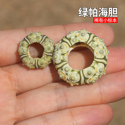 绿色头帕海胆稀有异色天然海胆壳家居收藏装饰造景儿童科普海螺