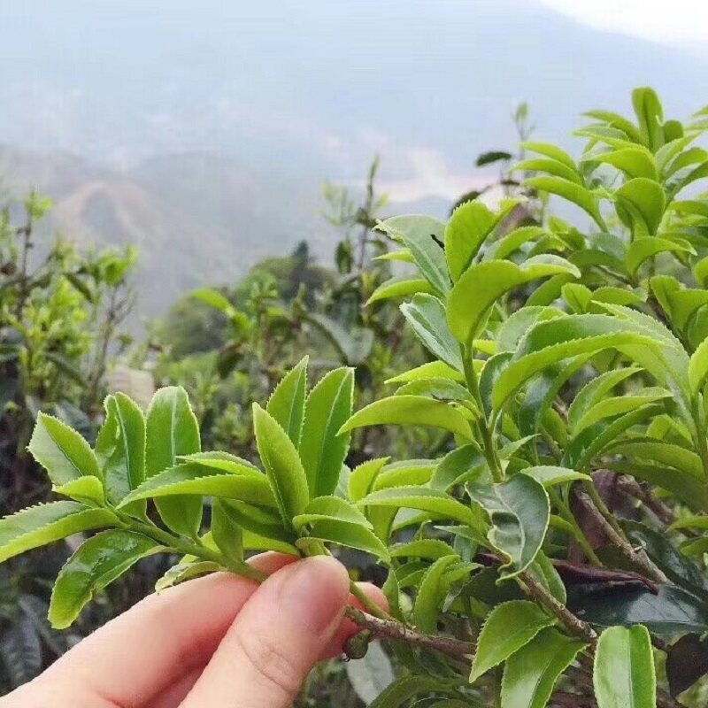 凤凰单枞茶鸭屎香特级乌岽单纵茶潮州凤凰单丛茶叶500g大乌叶单从