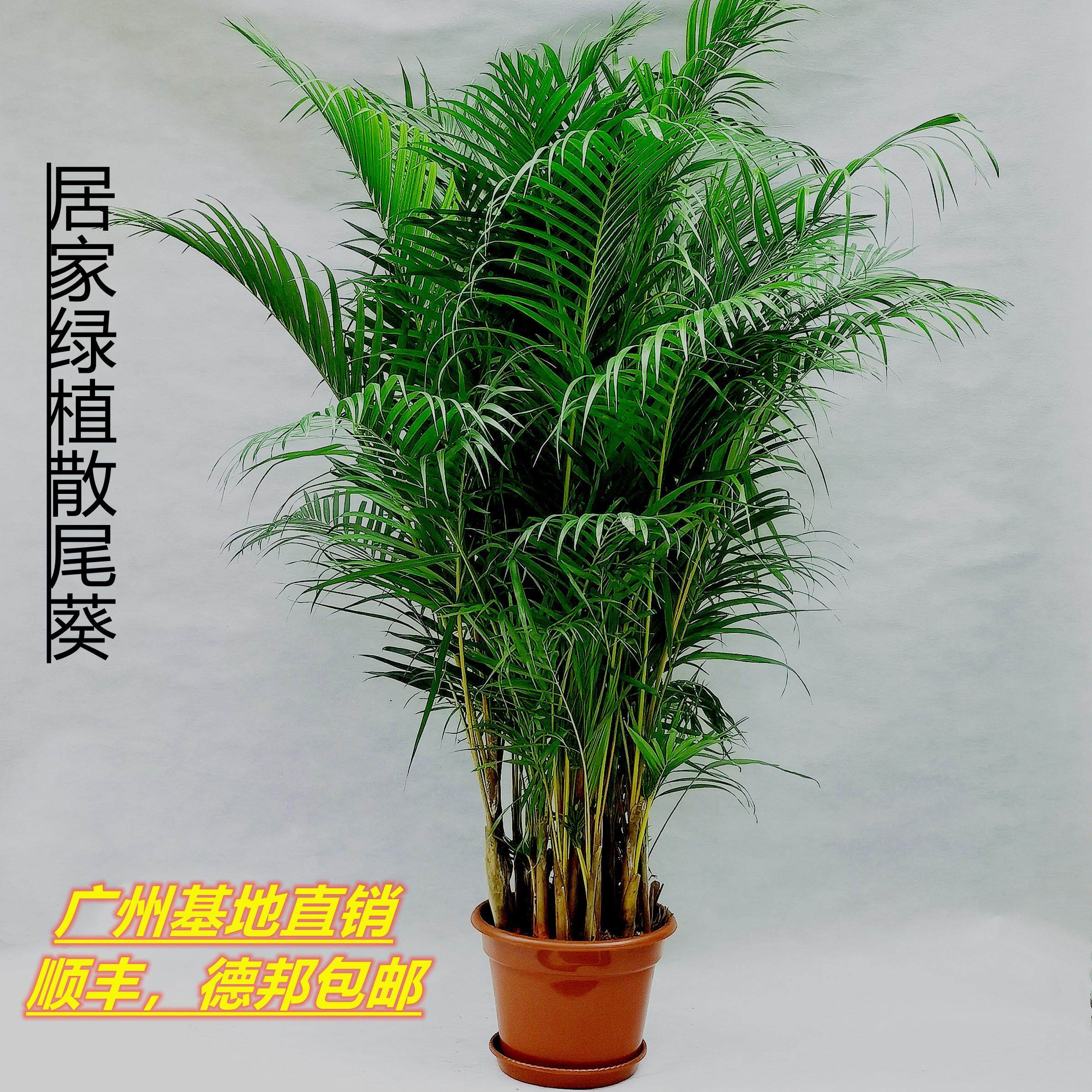 散尾葵怎么养(散尾葵怎么养才能长出分株)