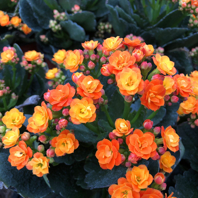 8淘宝新品优惠券10元长寿花大花朵稀有品种名贵新款各种花卉植物大全