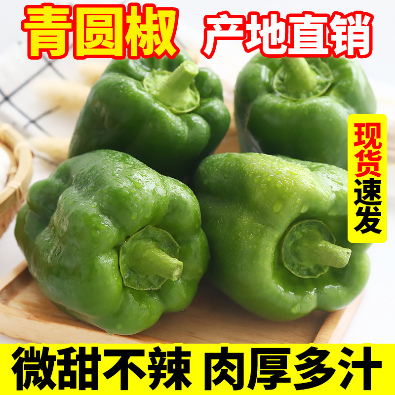 青椒菜椒绿色圆椒新鲜蔬菜灯笼椒青圆