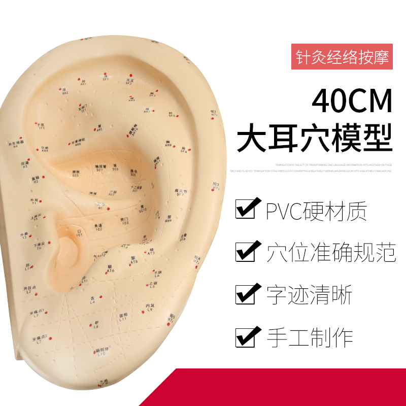 40cm耳模型 医用针灸耳模 耳穴(部)反射区模型 标准耳朵穴位模具