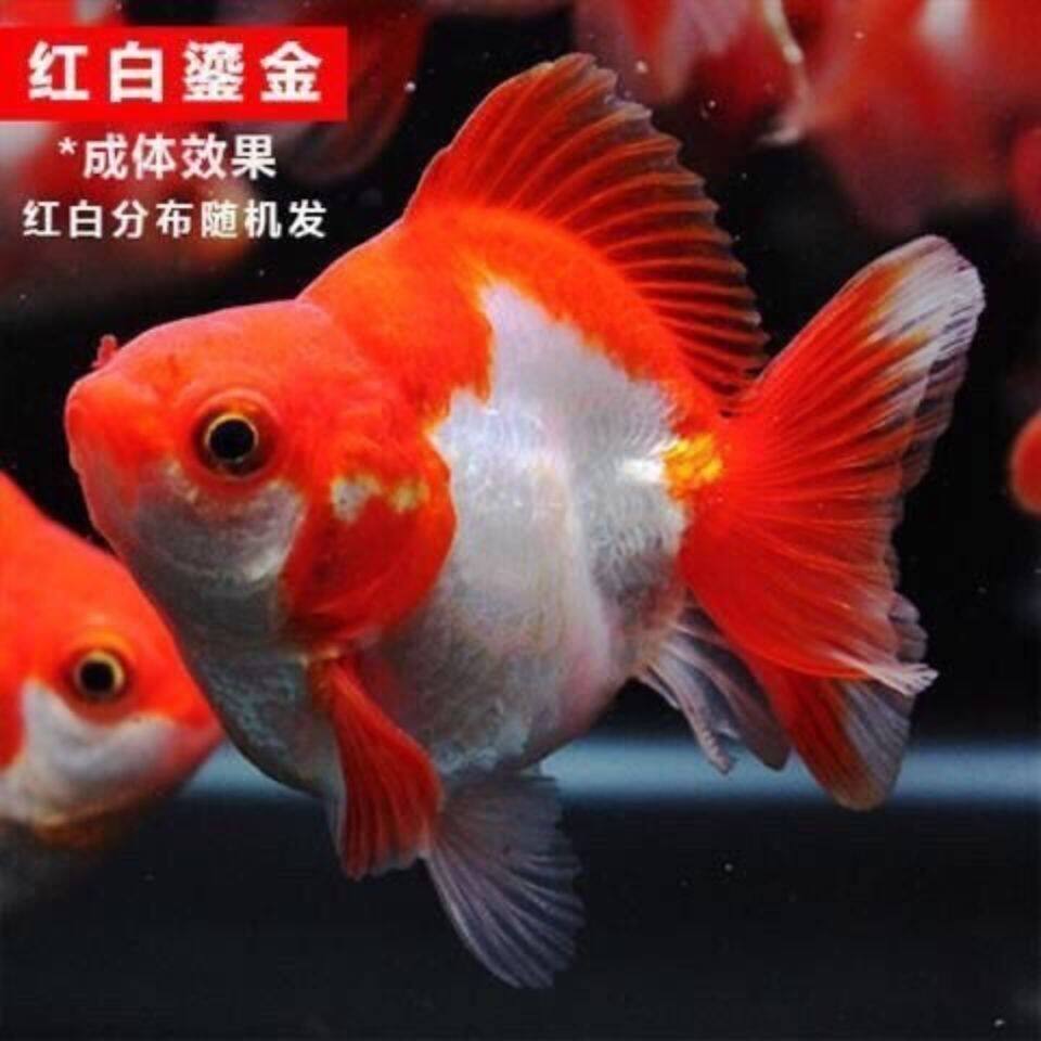 高背金鱼淘宝天猫优惠券大全_品牌精品汇聚_价格大全 pc版 -最宠网