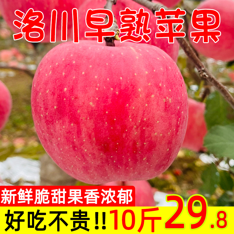 Luochuan Early apple 10 Shaanxi Yan'an Red Fuji Rock sugar fruit fresh Season Full containerin the Aquatic meat/Fresh fruits and vegetables/Cooked , Fresh fruit , Apple category - from Buy2taobao.com to provide professional Taobao agent buy service
