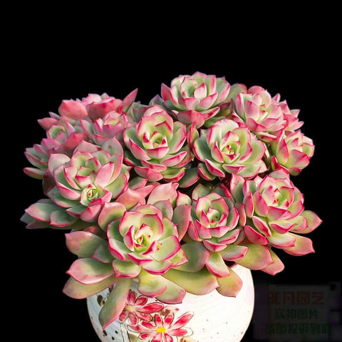 红化妆 薄化妆 老桩群生多头多肉植物盆栽组合绿蔷薇肉肉绿植花卉