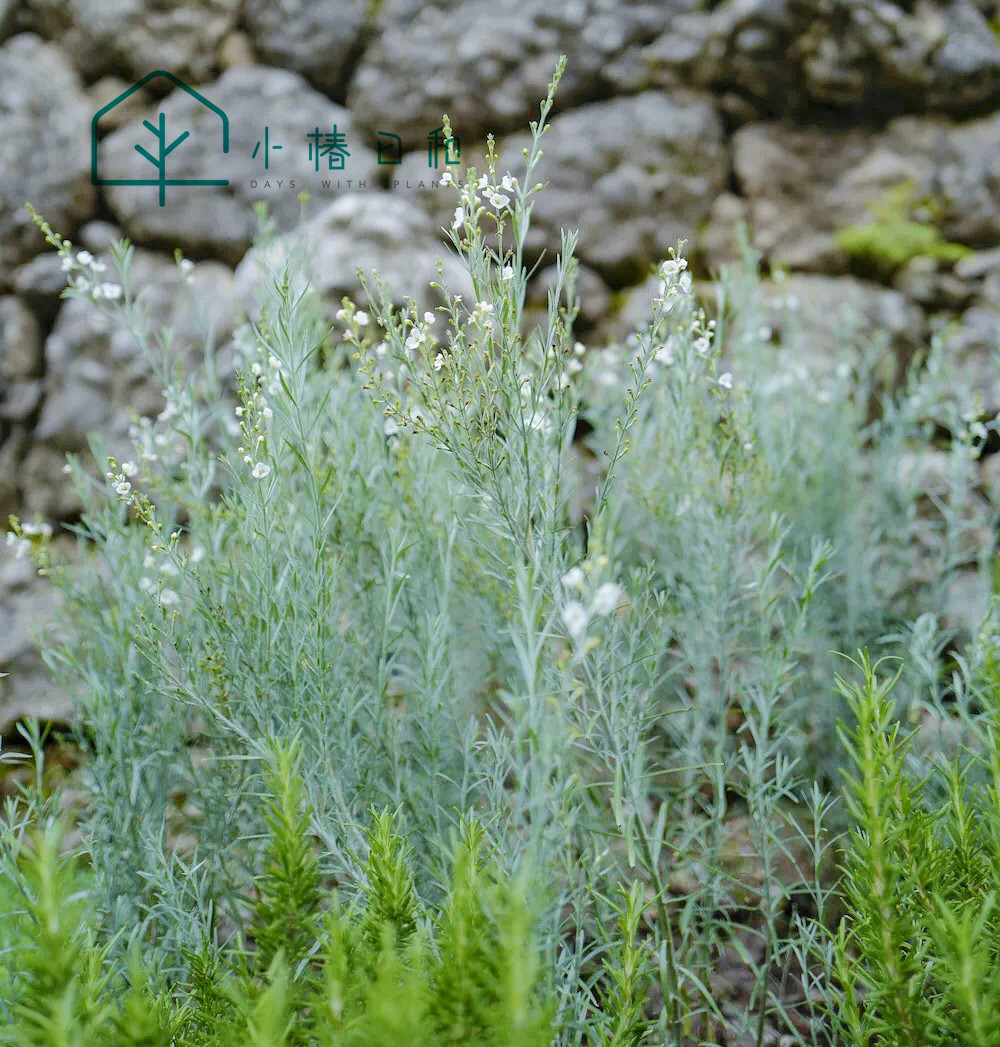 小椿日和 柳叶星河花日本进口银色叶片白色碎花耐热盆栽地栽庭院
