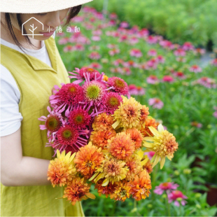 小椿日和重瓣松果菊盆栽绿植阳台室外庭院耐热夏季花卉花期长包邮