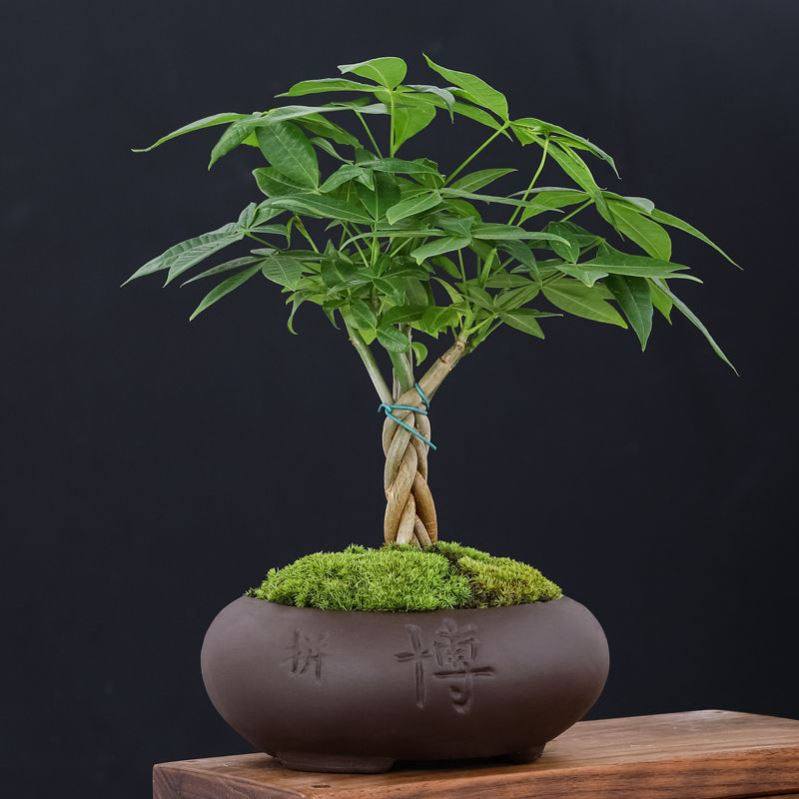 平安树是优美的盆栽观赏植物,近些年来不断被无数所养殖 - 篇篇花草网