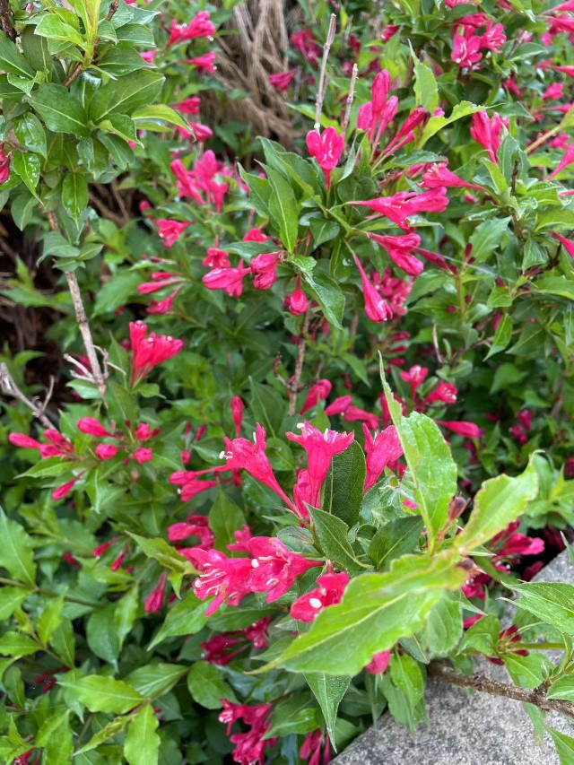 东北耐寒耐热王子锦带花卉绿植室外外地盆栽绿植