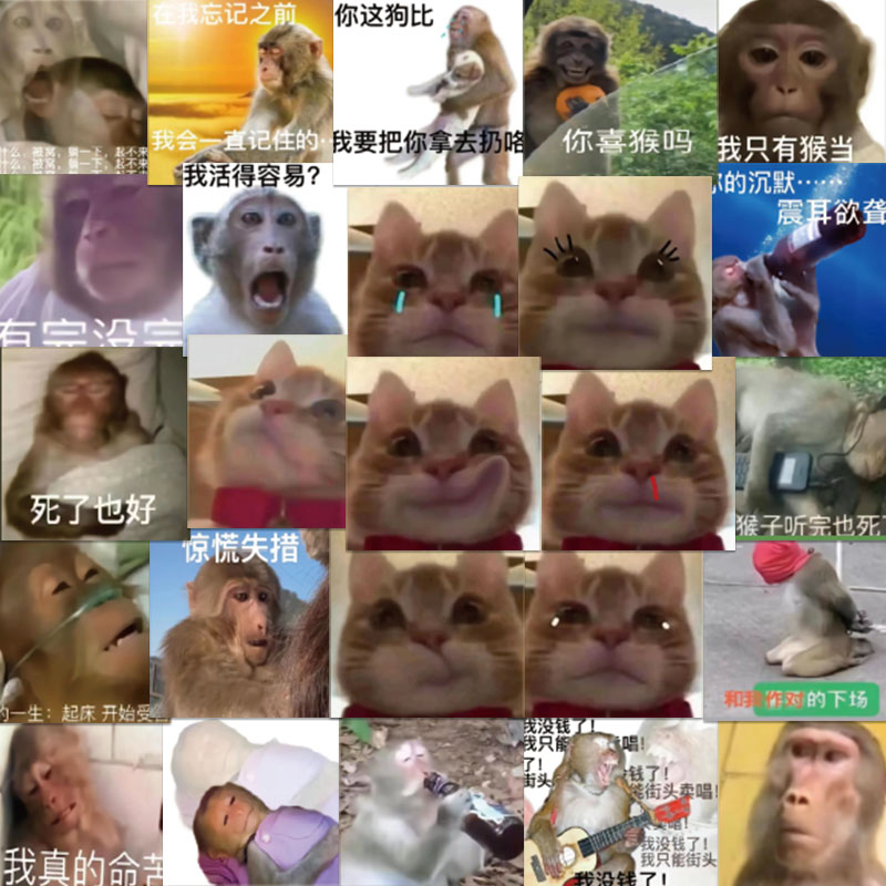 62张歪嘴小猫猴子表情包贴纸搞笑沙雕笔记本电脑ipad行李箱贴画防水