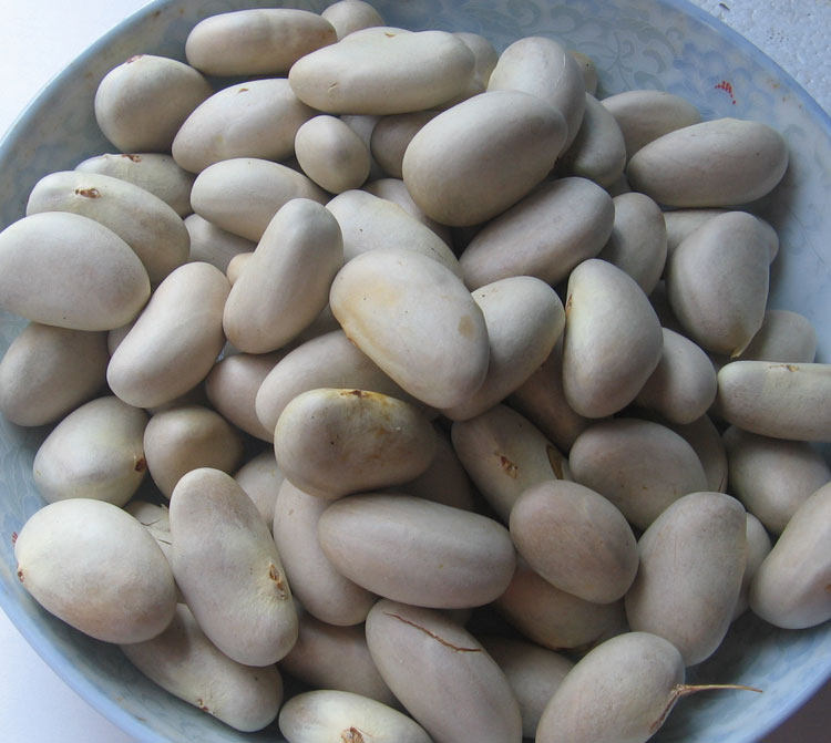 核仁籽包邮_2020上新5斤规格包邮新鲜菠萝蜜 核籽大树菠萝蜜 果核仁子