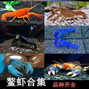 巨型水族大虾观赏鳌虾活体宠物虾蓝白淡水小龙虾苗人工天空蓝魔虾