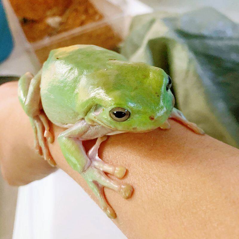 牛奶蛙树蛙2-3厘米活体宠物包邮包活包小蝌蚪蛙姥老爷蛙爬宠活物